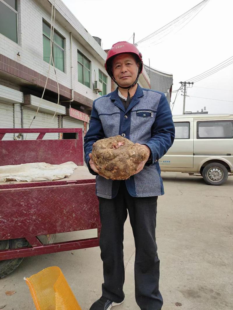 陕西商洛优质商品大魔芋产区直供全国发货