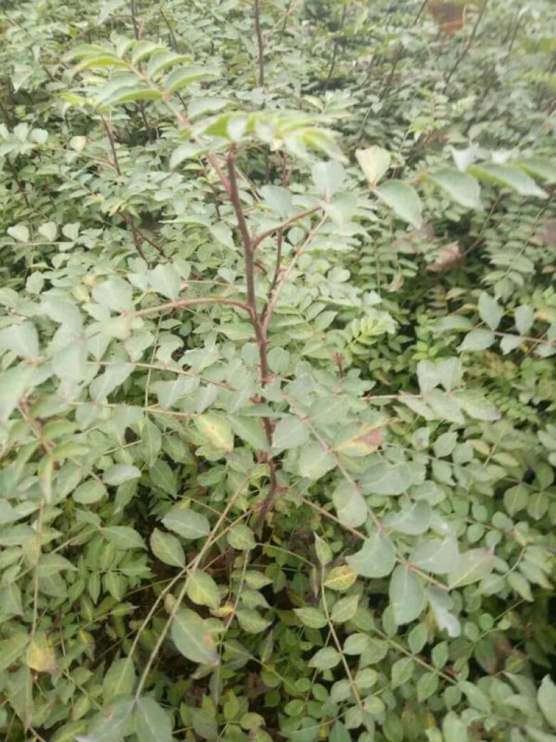 花椒苗，大红袍品种保证质量死苗补发量大价优欢迎咨询