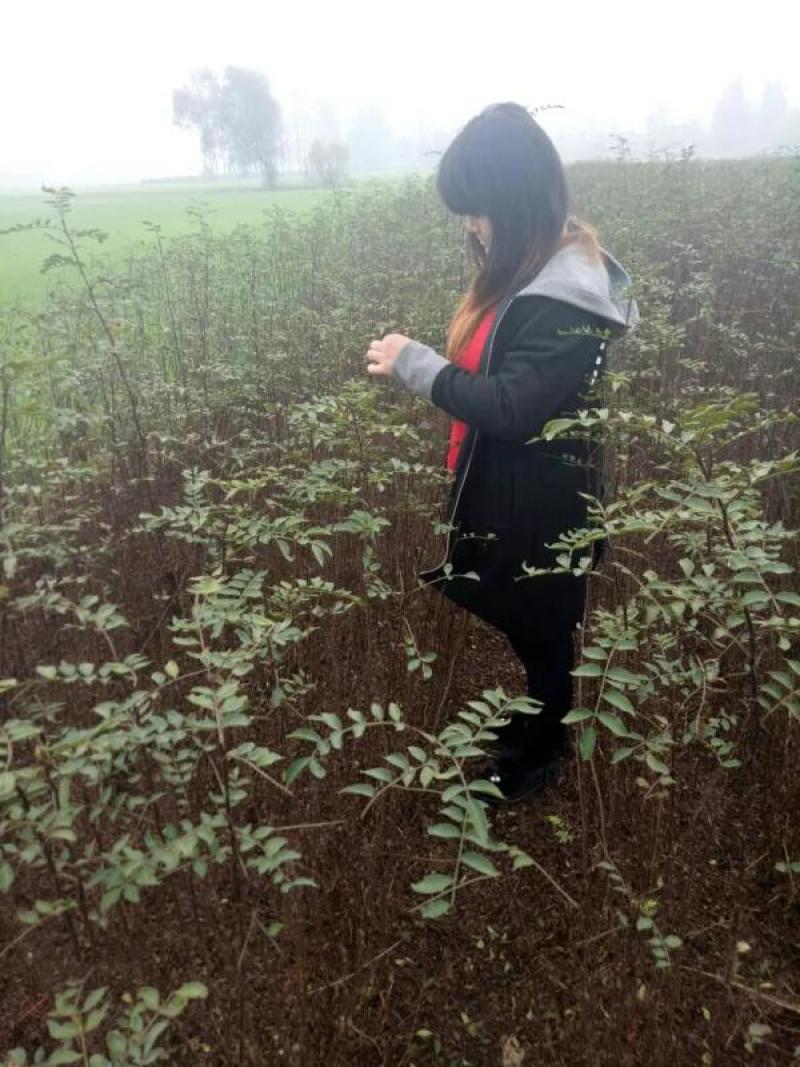 花椒苗，大红袍品种保证质量死苗补发量大价优欢迎咨询