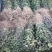 花椒苗，大红袍品种保证质量死苗补发量大价优欢迎咨询