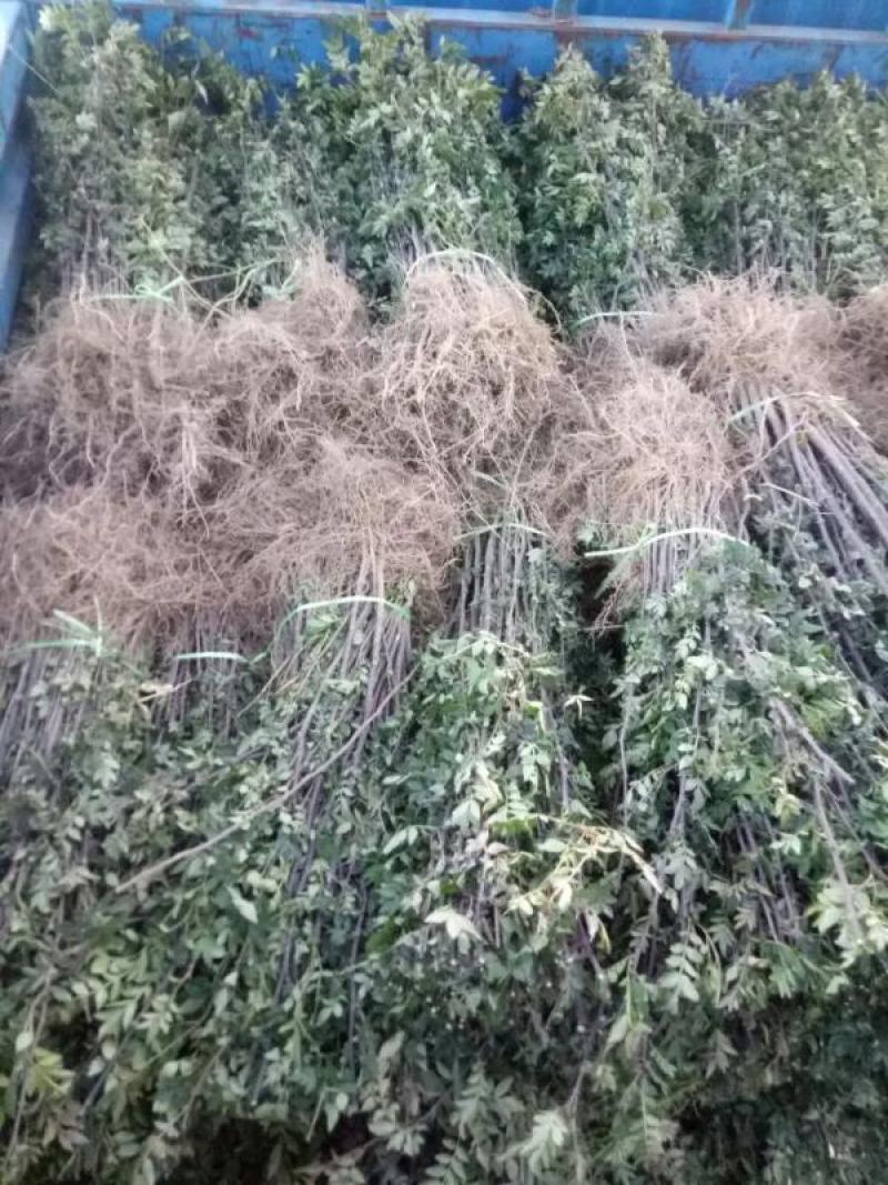 花椒苗，大红袍品种保证质量死苗补发量大价优欢迎咨询