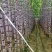 #黑皮甘蔗。贵州黑皮甘蔗产地直销。甜分达到16~20%