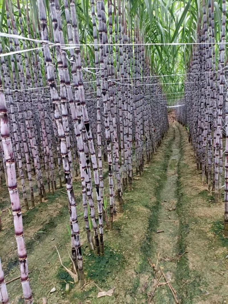 #黑皮甘蔗。贵州黑皮甘蔗产地直销。甜分达到16~20%