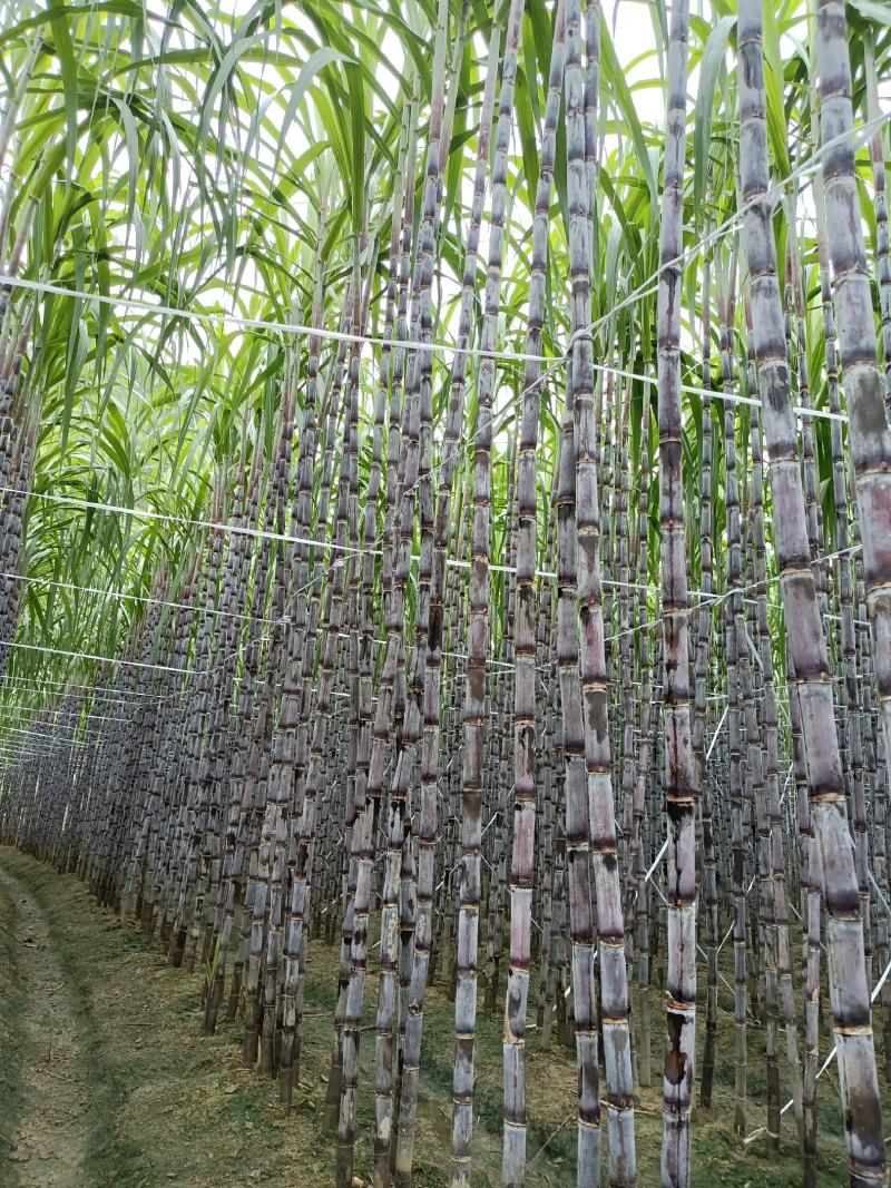 #黑皮甘蔗。贵州黑皮甘蔗产地直销。甜分达到16~20%