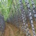 #黑皮甘蔗。贵州黑皮甘蔗产地直销。甜分达到16~20%