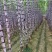 #黑皮甘蔗。贵州黑皮甘蔗产地直销。甜分达到16~20%