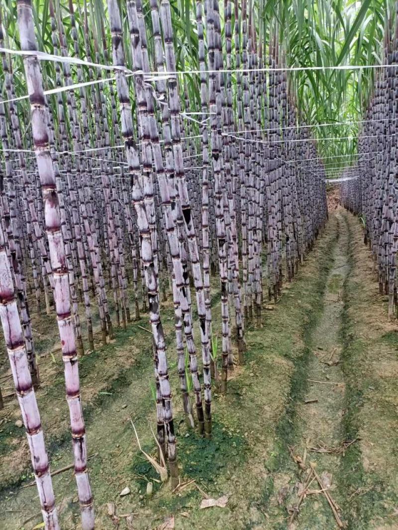 #黑皮甘蔗。贵州黑皮甘蔗产地直销。甜分达到16~20%