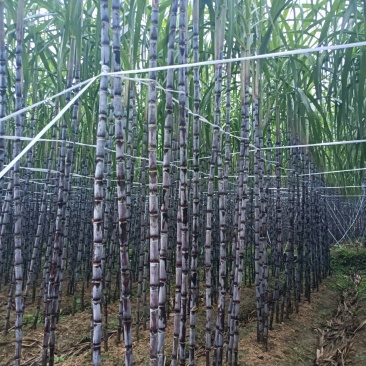#黑皮甘蔗。贵州黑皮甘蔗产地直销。甜分达到16~20%