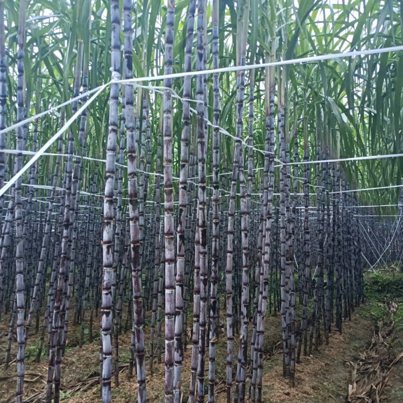 #黑皮甘蔗。贵州黑皮甘蔗产地直销。甜分达到16~20%