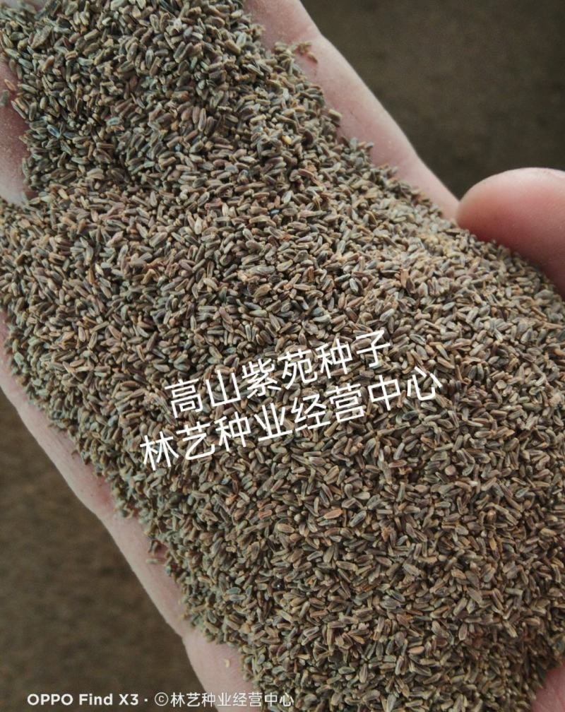 荷兰菊种子多年生阳台庭院盆栽四季播种开花耐寒花卉花种籽