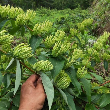 金银花苗湘蕾五号金银花苗木产地直发，现挖现卖顺丰包邮到家