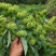 金银花苗湘蕾五号金银花苗木产地直发，现挖现卖顺丰包邮到家