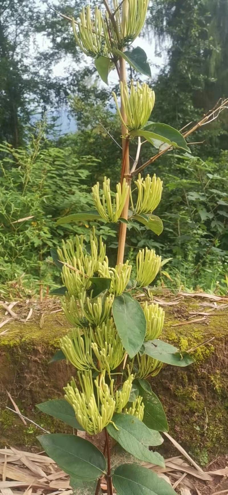 金银花苗湘蕾五号金银花苗木产地直发，现挖现卖顺丰包邮到家