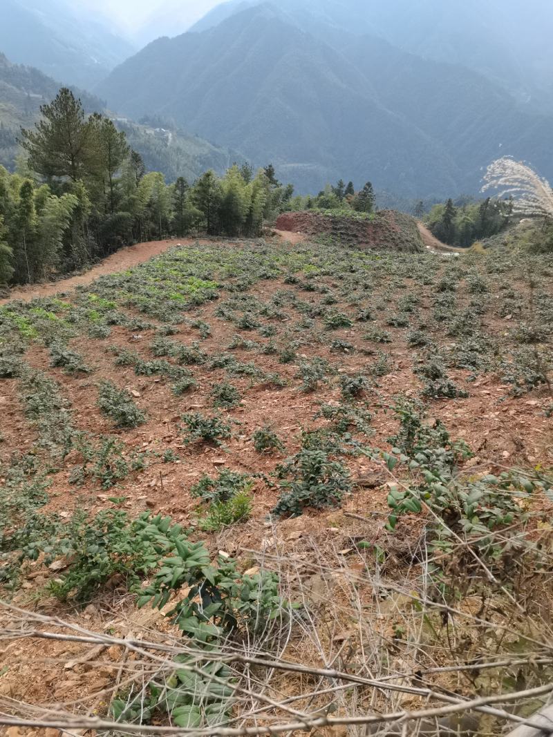 金银花苗湘蕾五号金银花苗木产地直发，现挖现卖顺丰包邮到家