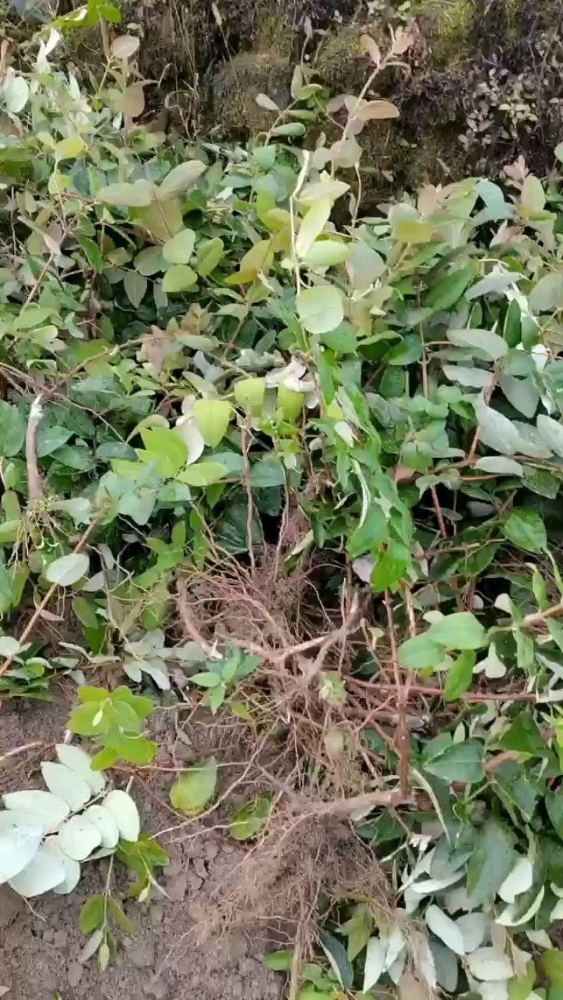 金银花苗湘蕾五号金银花苗木产地直发，现挖现卖顺丰包邮到家