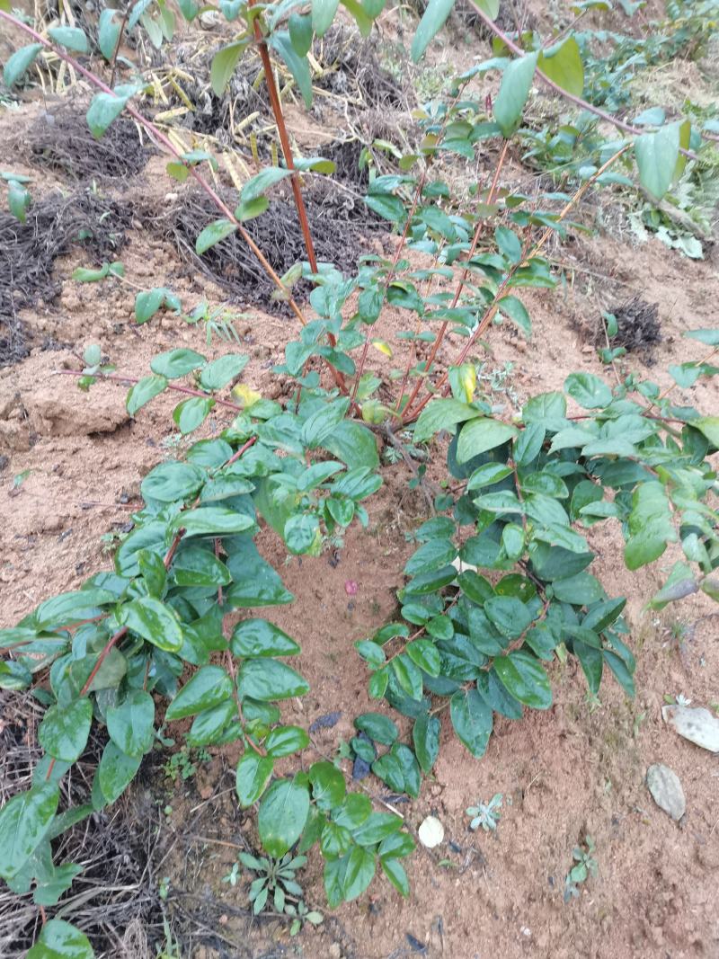 金银花苗湘蕾五号金银花苗木产地直发，现挖现卖顺丰包邮到家