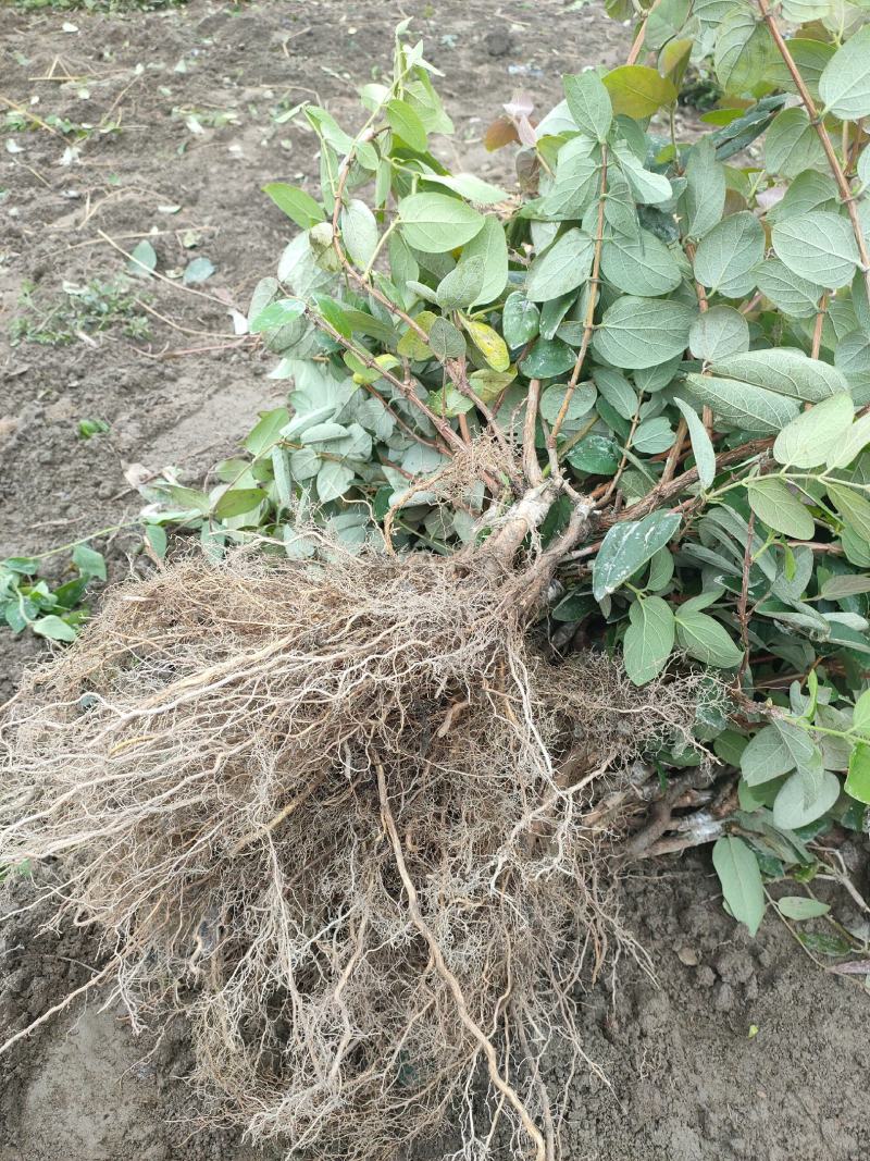 金银花苗湘蕾五号金银花苗木产地直发，现挖现卖顺丰包邮到家
