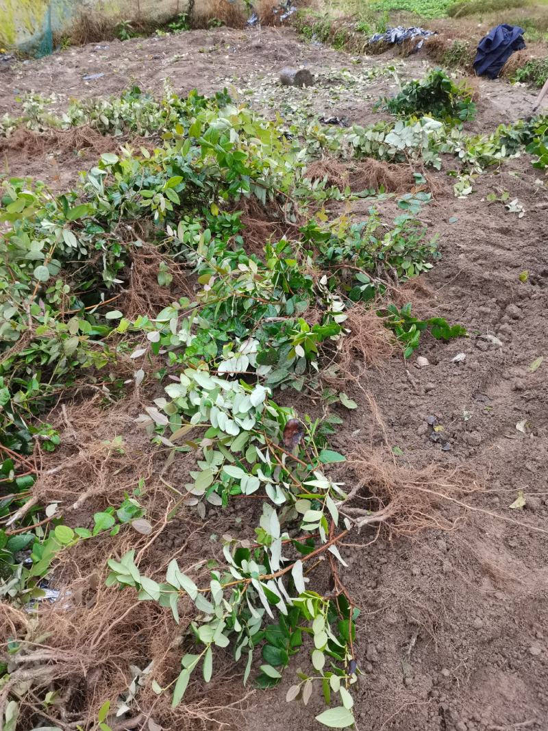 金银花苗湘蕾五号金银花苗木产地直发，现挖现卖顺丰包邮到家