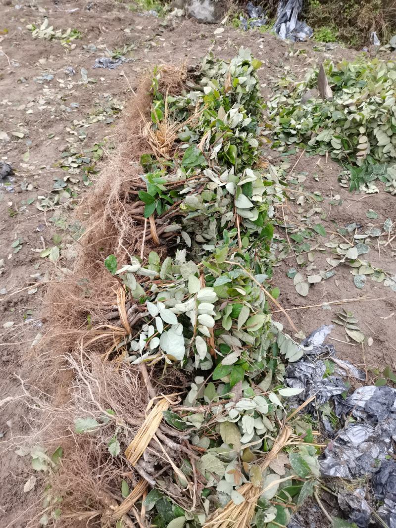 金银花苗湘蕾五号金银花苗木产地直发，现挖现卖顺丰包邮到家