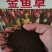 金鱼草种子植物四季花卉草籽庭院阳台多年生耐旱室外植物花草