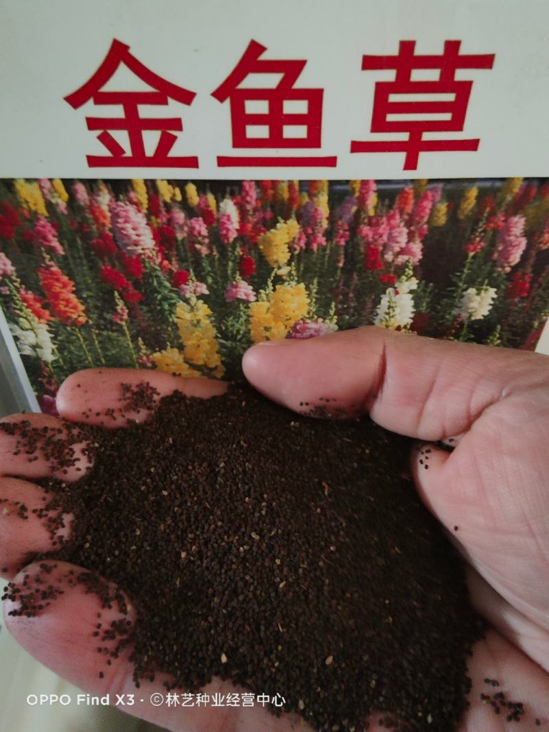 金鱼草种子植物四季花卉草籽庭院阳台多年生耐旱室外植物花草