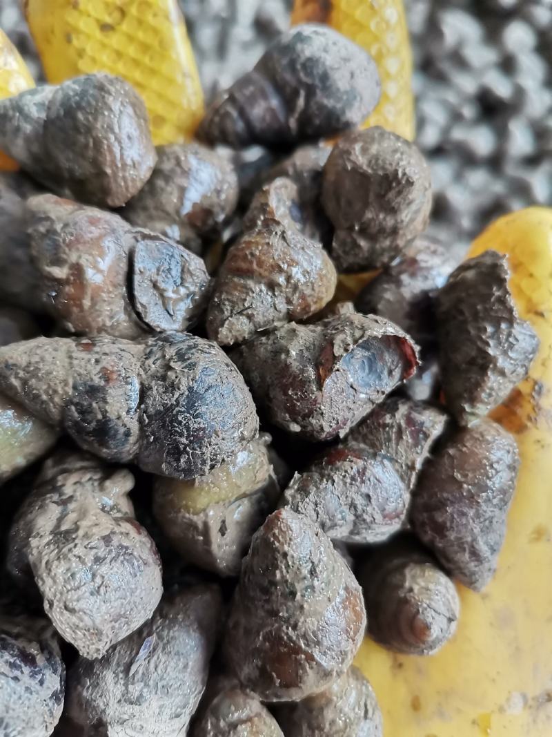 优质薄壳螺规格好价格美丽全国发货物流方便快捷