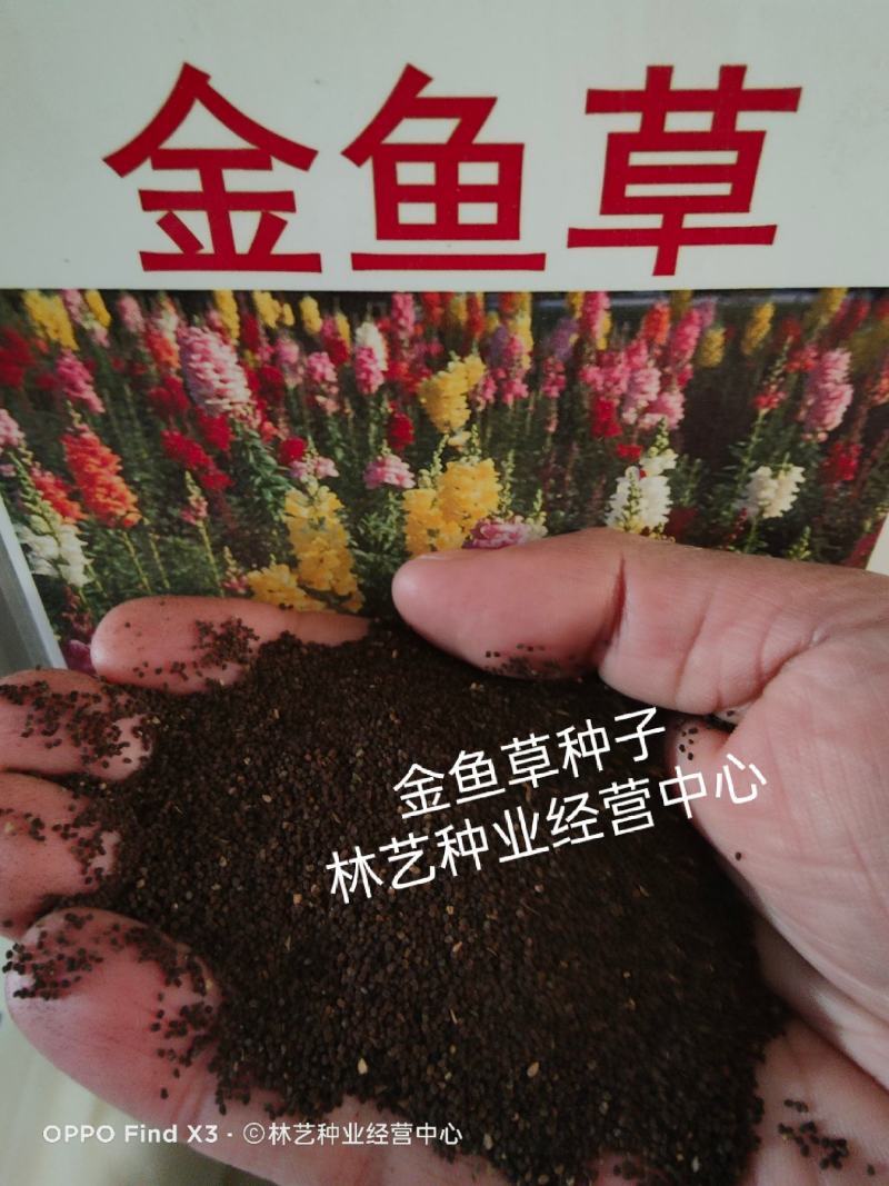 金鱼草籽种四季花种好养易活花海公园庭院观赏