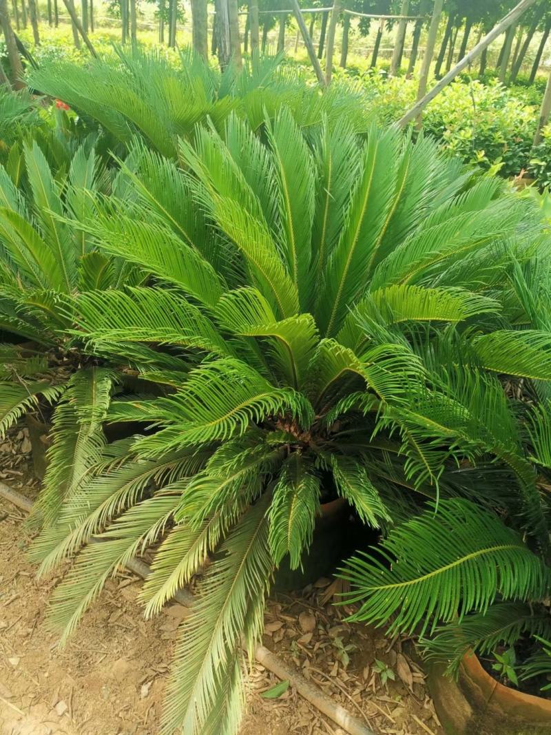 各种粗度高度苏铁