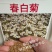 春白菊春黄菊种子多年生宿根花卉籽耐寒庭院室外景观绿化花草