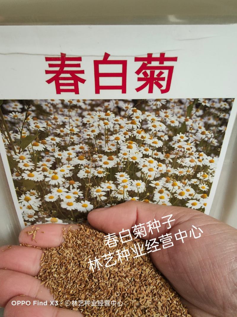 春白菊春黄菊种子多年生宿根花卉籽耐寒庭院室外景观绿化花草