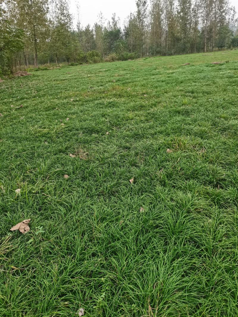 麦冬草小叶麦冬草【基地直销】量大从优耐寒耐冻