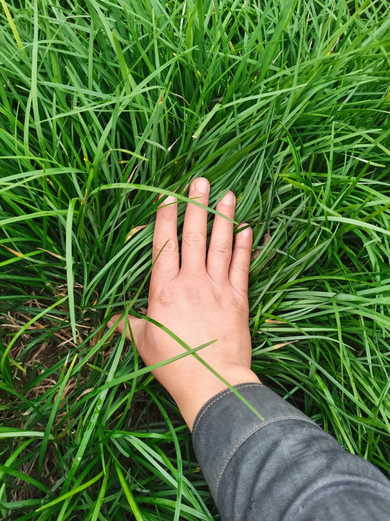 麦冬草小叶麦冬草【基地直销】量大从优耐寒耐冻