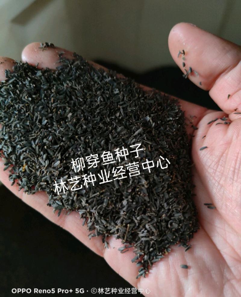 柳穿鱼种子小金鱼草多年生花卉景观花海花镜花坛庭院花