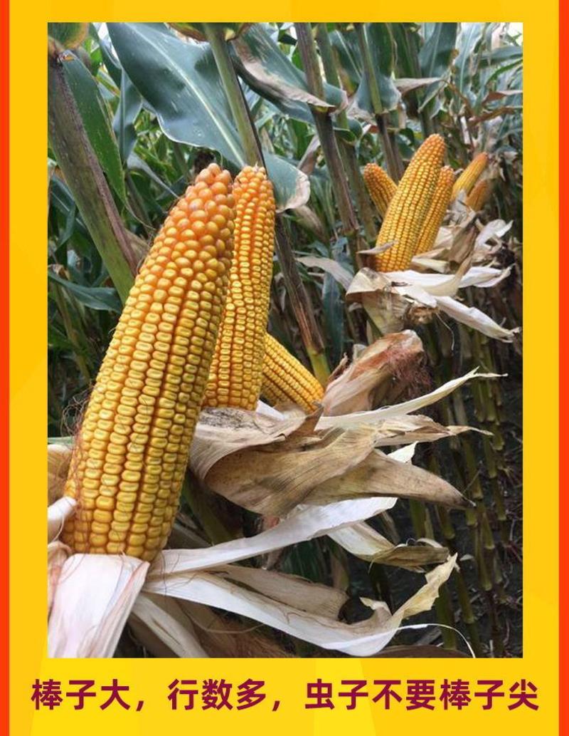 登海良玉99玉米种高产抗病国审红轴玉米种