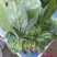 大叶菠菜