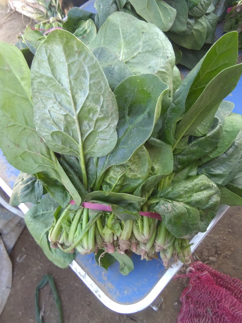 大叶菠菜