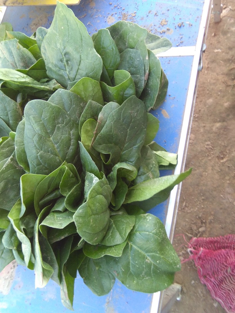 大叶菠菜