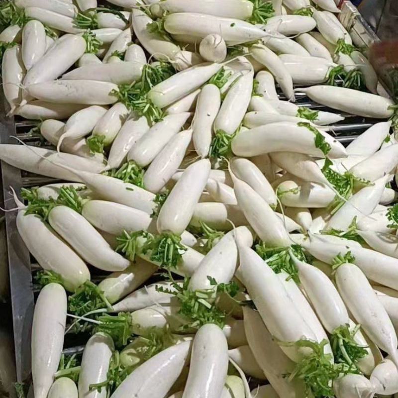 白萝卜大量有货欢迎各地采购商来电采购