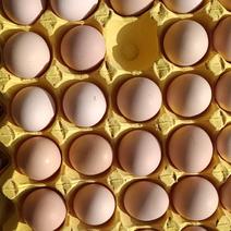 精品土鸡蛋双色零售批发量大欢迎老板订购