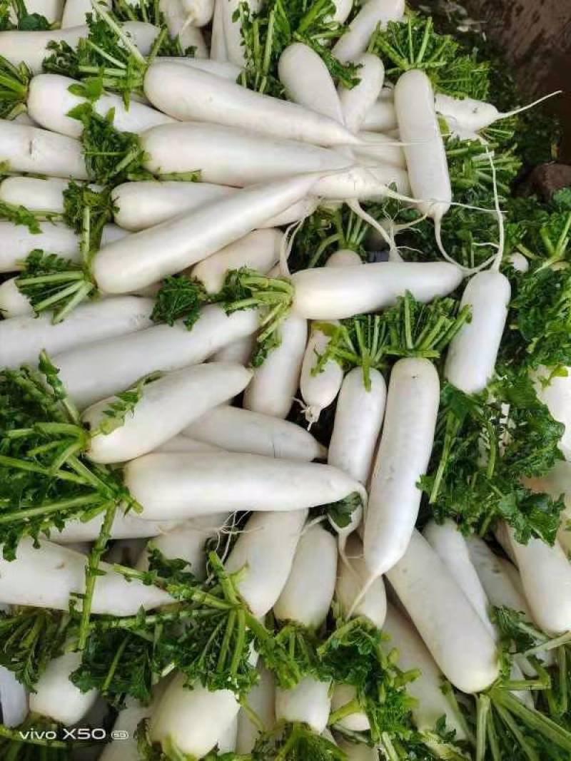 白萝卜大量有货欢迎各地采购商来电采购