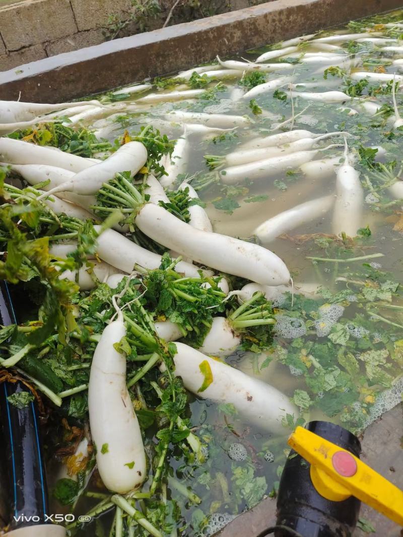 白萝卜大量有货欢迎各地采购商来电采购