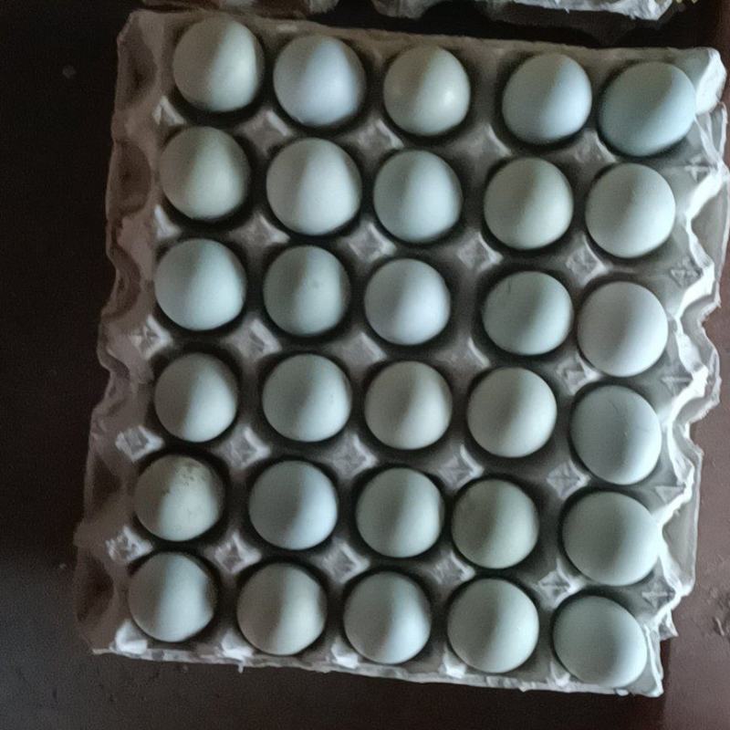 精品土鸡蛋双色零售批发量大优惠欢迎老板订购