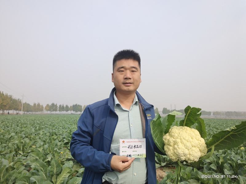 松花菜种子珍玉松花85菜花散花菜青梗菜花高产抗病厂家直销