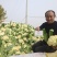 松花菜种子珍玉松花85菜花散花菜青梗菜花高产抗病厂家直销