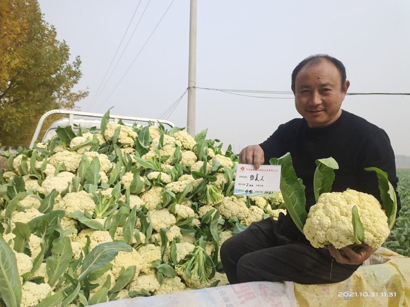 松花菜种子珍玉松花85菜花散花菜青梗菜花高产抗病厂家直销
