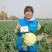 松花菜种子珍玉松花85菜花散花菜青梗菜花高产抗病厂家直销