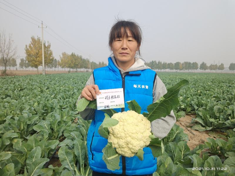 松花菜种子珍玉松花85菜花散花菜青梗菜花高产抗病厂家直销