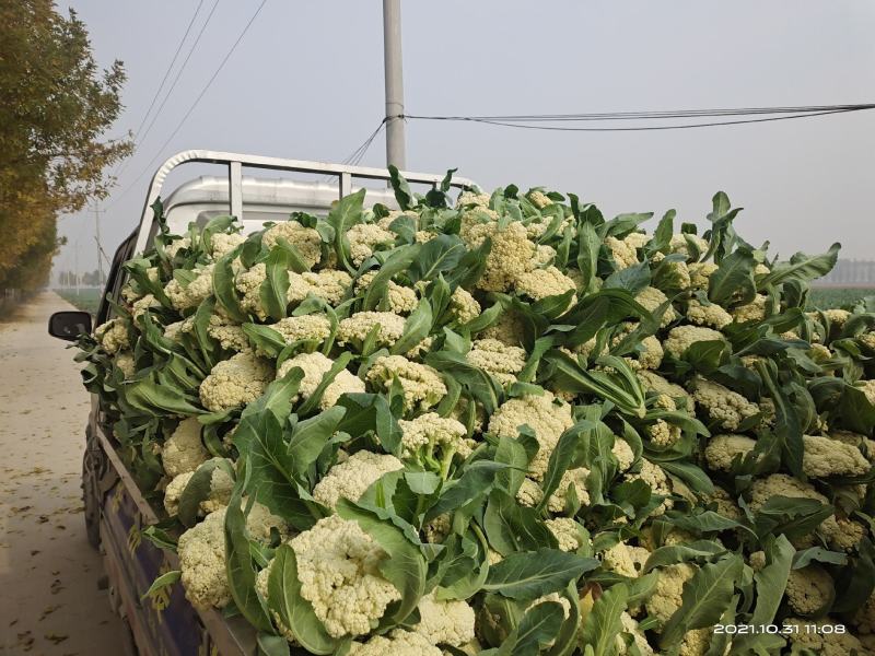 松花菜种子珍玉松花85菜花散花菜青梗菜花高产抗病厂家直销