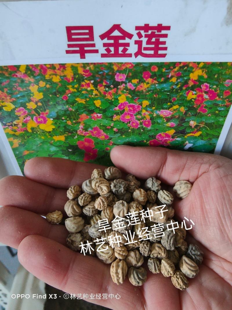 多年生旱金莲种子四季可播开花不断盆栽植物易种活花卉花籽