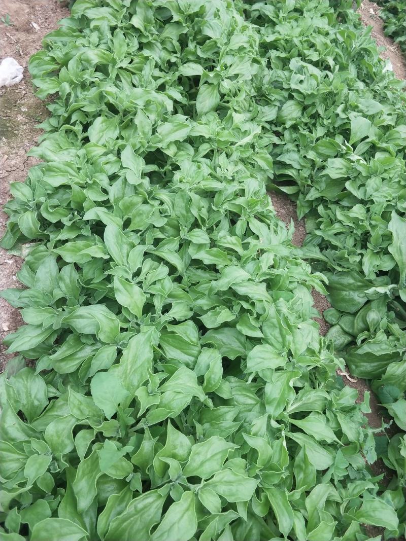 山东寿光蔬菜野菜冰草，货优量足支持一件代发，欢迎电话联系